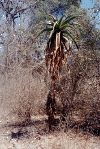 aloe vaombe.gif (81512 octets)