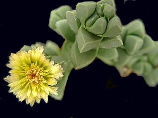 delosperma_lehmanii.jpg