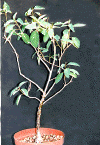 euphorbia-espinosa.gif (83925 octets)