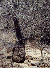 operculicaria decaryi.gif (84106 octets)